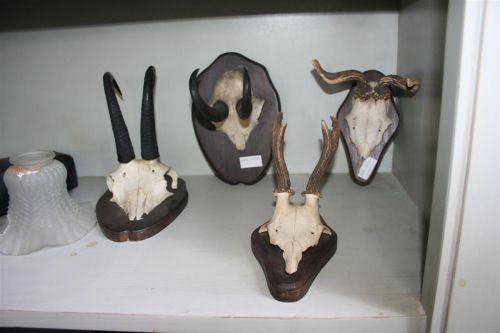 0355 - trofeo,palco di corna di cervo.jpg_product